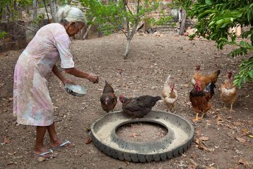 Teresa de Jesuas Ferreira da Silva ist 78 Jahre alt und arbeitet noch immer auf ihrem kleinen Bauernhof